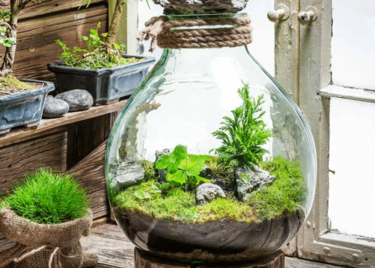 Plant terrarium