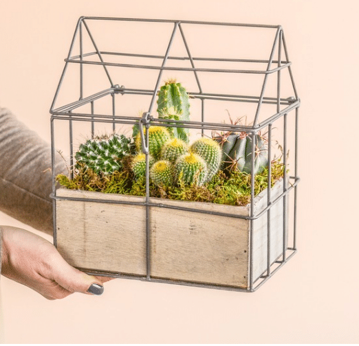 Cactus Huis Cadeau